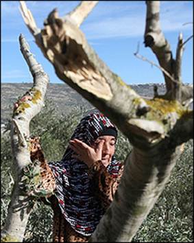 Colonos destróem oliveiras centenárias